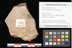 Foto (Objekt + Etikett) von Quercus palaeoilex Ettingshausen (NHMW-GEO-2024-0188-0929)
